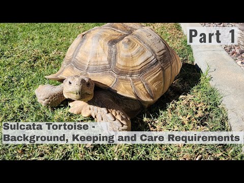 Korytnačka sulcata (Centrochelys sulcata) — pôvod a požiadavky chovu
