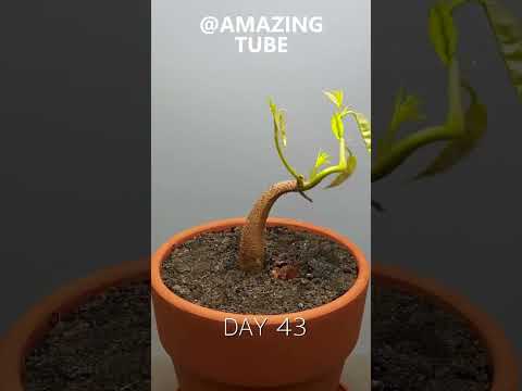 120 days in 1 min-growing durian tree from seed #timelapse