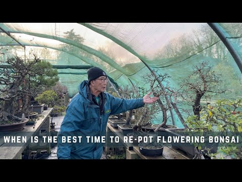 When Is The Best Time To Re-Pot Flowering Bonsai