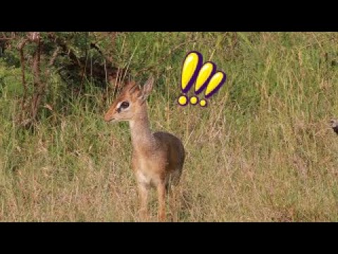 Le cri d'alarme de ce dik-dik ressemble au cri d'un oiseau