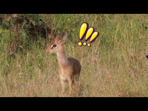 11 Delightful Facts About Dik-Diks That Will Make Them Your New Favorite Animal