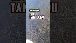 Download lagu Sungai di Jepang Penuh Ikan Nila, Tapi Tidak Dimakan! mp3