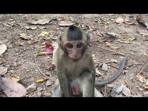 Funny monkeys will make you laugh hard - Funny and cute compilation - Must watch! Funny Monkey