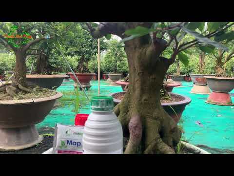 Phân thuốc cho cây mai vào những tháng cuối năm p2| Bón phân tạo nụ, dưỡng lá chuẩn bị đó tết 2022