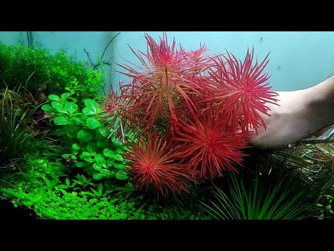 Ludwigia Inclinata Var Meta || Plant Profile || Aquatic Plant