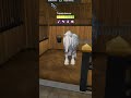 Star Stable Alle Meine Ardennes Horses#short