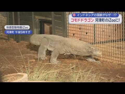 YouTube Video 世界最大のトカゲ「コモドドラゴン」夫婦でiZooに…11年間インドネシアと交渉　繁殖に挑戦　静岡・河津町