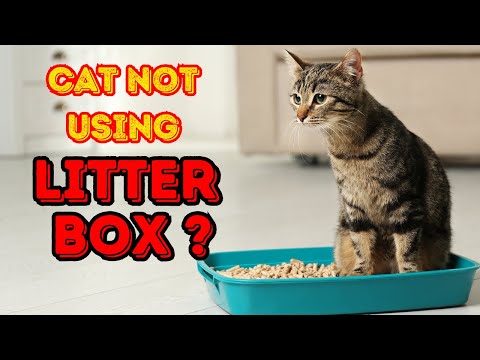 5 Litter Box Placement Mistakes Cat Owners Make & How to Fix Them!