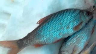 На какую мормышку ловят чебака