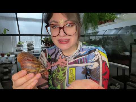 Ulitník západoafrický (Archachatina marginata) — video o chove a starostlivosti