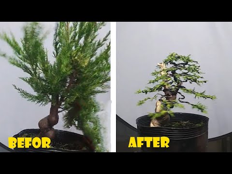 How to bend and prune great bonsai - A guide for beginners to bonsai #09