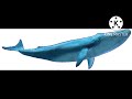 Whale Finding Nemo Sounds