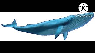 whale (finding Nemo) sounds