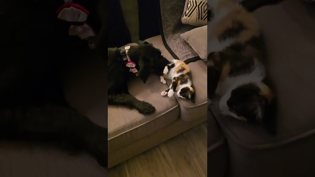 Pepper, an adopted mixed breed in Myrtle Beach, SC video 2/2
