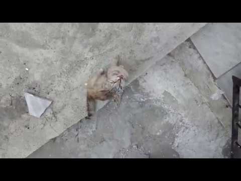 TP-LINK Neffos C5 test(sample) video 1