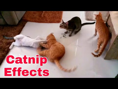 Catnip effects on cat|When catnip kicks in.