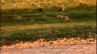 Wild boar spotted crossing the river