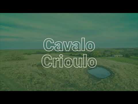 Somos Cavalo Crioulo 