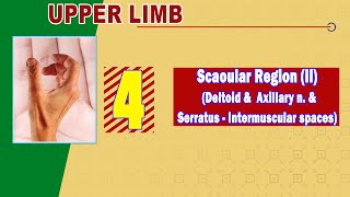 𝟎𝟒. 𝐒𝐜𝐚𝐩𝐮𝐥𝐚𝐫 𝐫𝐞𝐠𝐢𝐨𝐧 (𝐈𝐈) 🎯(𝐃𝐞𝐥𝐭𝐨𝐢𝐝 + 𝐬𝐞𝐫𝐫𝐚𝐭𝐮𝐬 𝐚𝐧𝐭. 𝐦𝐮𝐬𝐜𝐥𝐞𝐬, 𝐚𝐱𝐢𝐥𝐥𝐚𝐫𝐲 𝐧. + 𝐢𝐧𝐭𝐞𝐫𝐦𝐮𝐬𝐜𝐮𝐥𝐚𝐫 𝐬𝐩𝐚𝐜𝐞𝐬) 🔺🔻🟦