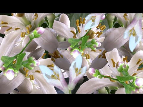 Lemon Tree Flowers Are Blooming in The Winter