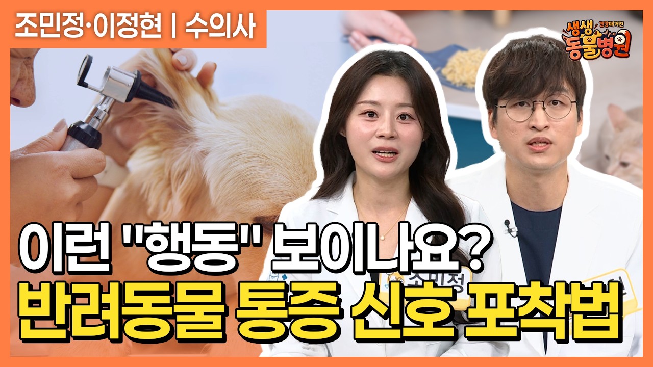 귀 긁고 냄새나는 외이도염부터 고양이 소변 이상 신호까지! 반려동물 건강 경고 신호와 관리법 [건강매?