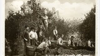 preview picture of video '1934 - Il raccolto dei limoni a Santa Teresa di Riva'