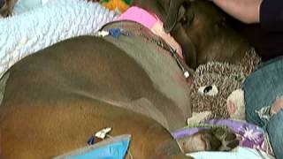 Hero Pit Bull Dog Saves Woman From Being Hit By A Train