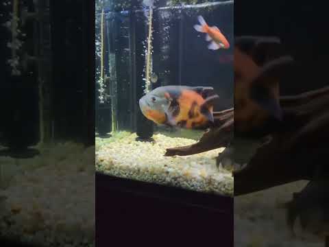 Don't Buy An Oscar Fish Until You Watch This! 😱