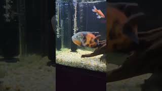 Don't Buy An Oscar Fish Until You Watch This! 😱