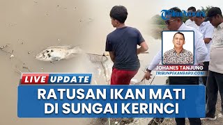 Fenomena Ratusan Ikan Mati di Sungai Kerinci Bupati dan DLH Turun Cek Lokasi Selidiki Penyebabnya