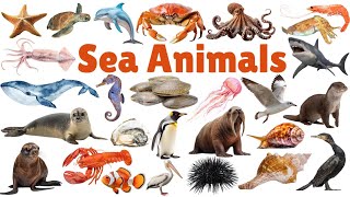 Sea Animals | Learn sea animals names in English | Water Animals | Kids vocabulary | 🦀 🐬 🪼 🐢 🦑 🐙