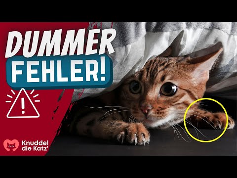 8 things cats will NEVER tolerate!