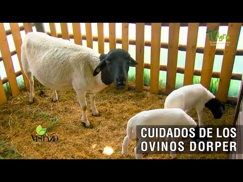 , title : 'Cuidados de los ovinos Dorper- TvAgro por Juan Gonzalo Angel Restrepo'