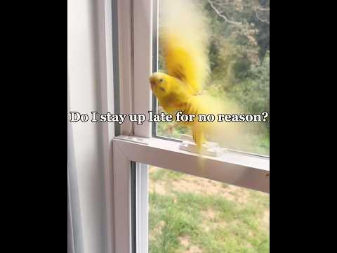 This Just Described Basically Everyone #birdybirds #sunshine #moonlight #birds #cute #beautiful #fly