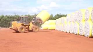 Dia de campo mostra a produção de algodão no Maranhão