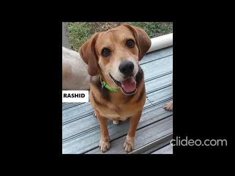 Rashid, Mi Luz Eterna! Nos veremos nuevamente mi perrito!