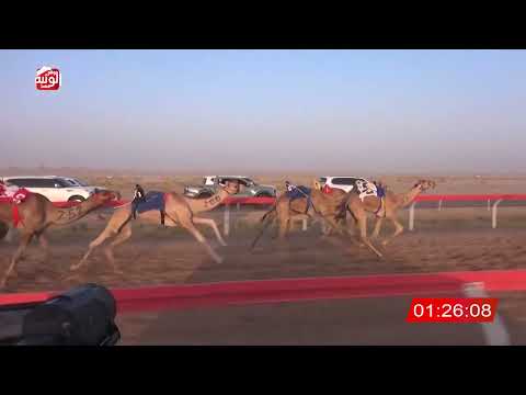  ش 8 (شاهين) لـ سالم سهيل دليله بن صقوح العامري 3:16:31 ، شارة الصندوق 2026/08/28 فطامين الوقن