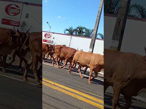 Os carros de Boi vieram de Nova Veneza GO, e tá chegando em Trindade Go.