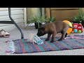 Belgian Malinois dogs for sale: Pumpkin - Video 1