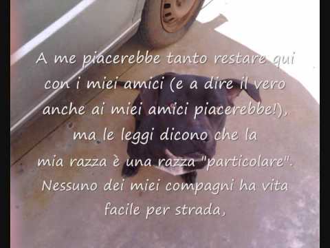 Piccolo guscio di tartaruga su parassiti Trattare lyambliya trikhopoly