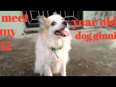 Meet my 12 year old dog name_ginni