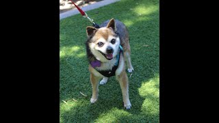 Video preview image #1 Chiranian Puppy For Sale in Imperial Beach, CA, USA