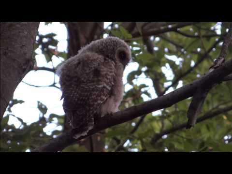 Strix rufipes cria
