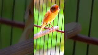 Download lagu suara kenari keturunan waterslager #canary #kenarigacor #masteranburung mp3