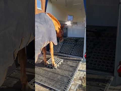 Sansibär bekommt INB® Paddockplatten