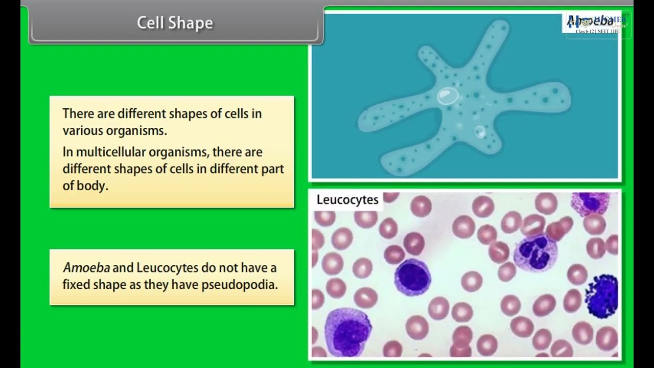 CBSE Class 11 Biology Chapter-8, Cell - The Unit of Life, Part -5