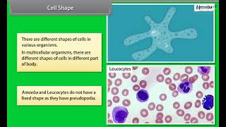CBSE Class 11 Biology Chapter-8, Cell - The Unit of Life, Part -5