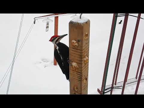 Male Pileated Woodpecker on Log Suet Feeder