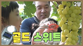 [나는농부다 370회 2부] 포도밭 그 사나이의 금빛 달콤한 인생