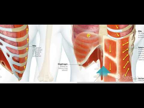 Mechanics of breathing 5